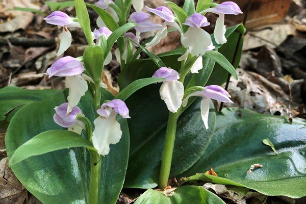 Mercer Showy Orchis in Hocking Hills