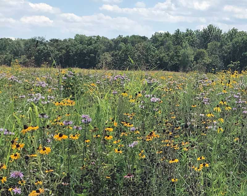 Gunning Preserve meadow